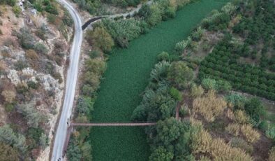 Hatay’da Asi Nehri’ni yeniden su sümbülleri kapladı