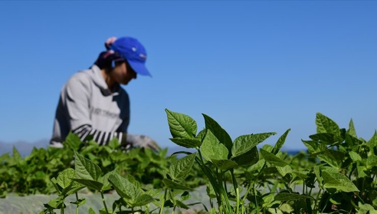 FAO ve Türkiye’den tarım politikalarını güçlendirecek yeni proje