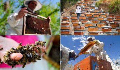 Doğu Karadeniz’in 10 aylık bal ihracatı 1,8 milyon doları aştı