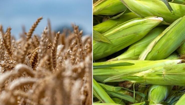 Arpa ve mısır ithalatında tarife kontenjanları 1 milyon ton olarak yeniden belirlendi