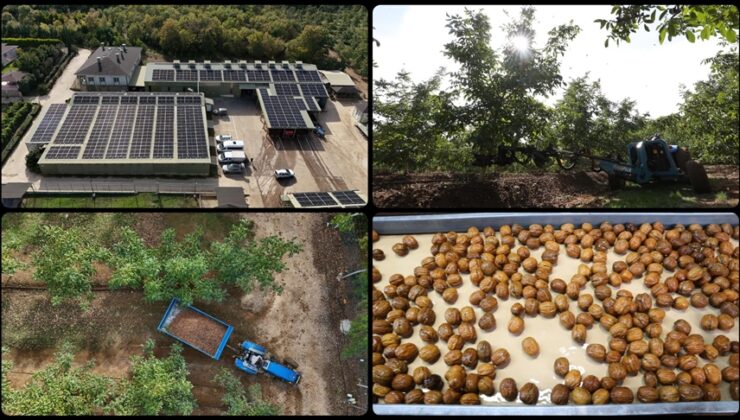 Kırklareli’nde kıraç alanda ceviz üretimine başlayan işletme elektriğini güneşten karşılıyor