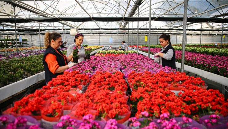 Yılbaşı öncesinde çiçekçilerde hareketlilik yaşanıyor
