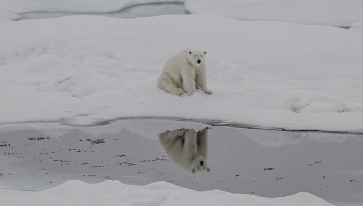 Kutup ayılarının artan sıcaklıklara uyum sağlamaya başladığı belirlendi
