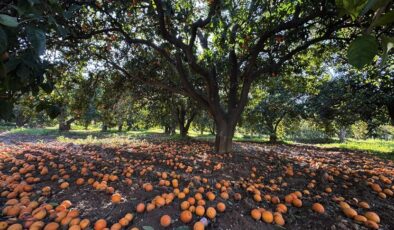 Narenciyenin gen merkezindeki “Turunç Yolu” görsel şölen sunuyor
