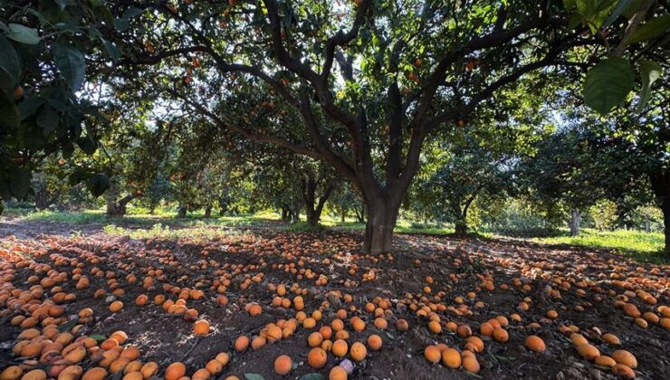Narenciyenin gen merkezindeki “Turunç Yolu” görsel şölen sunuyor