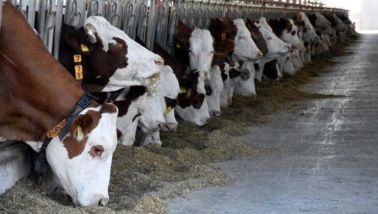 Çorum’da büyükbaş hayvanları uygunsuz koşullarda barındıran işletmeye idari para cezası uygulandı