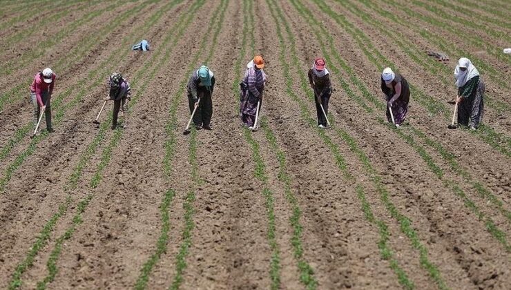 Tarım işçilerinin günlük ücreti 2025’te arttı
