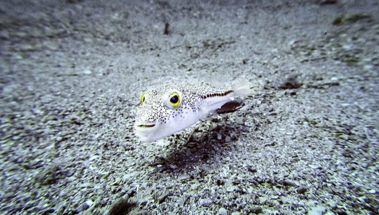 İstilacı türlerle mücadelede yeni düzenlemeler devreye alınıyor