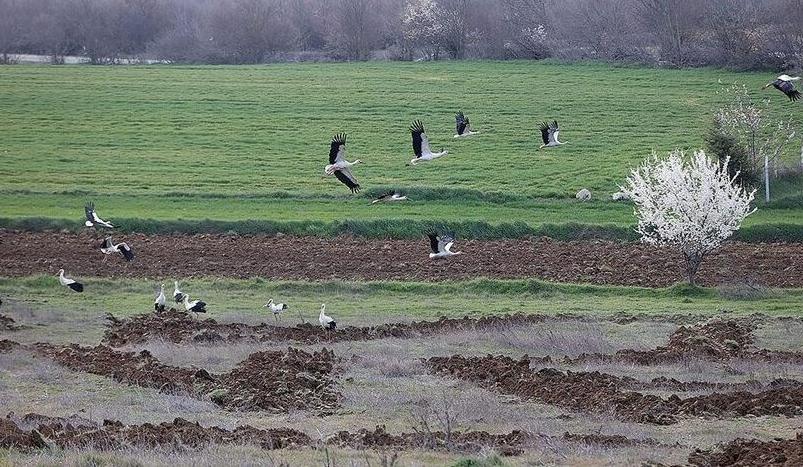 Göç yolundaki leylekler Kırklareli’nde mola verdi