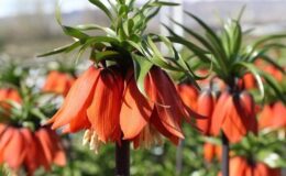 Erzincan’daki Ters Lale Koleksiyon Bahçesi botanik turizmine hazırlanıyor