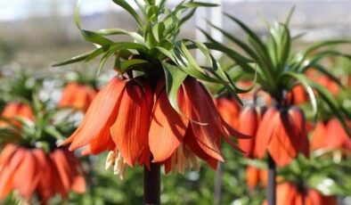 Erzincan’daki Ters Lale Koleksiyon Bahçesi botanik turizmine hazırlanıyor
