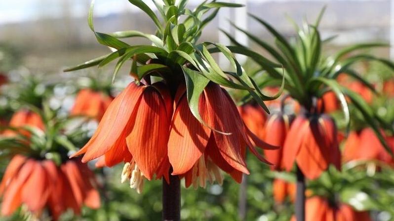Erzincan’daki Ters Lale Koleksiyon Bahçesi botanik turizmine hazırlanıyor