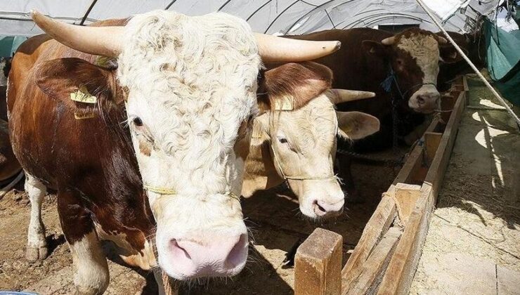 Kurban Bayramı öncesi hastalık ve kesimlere ilişkin tedbirler artırıldı