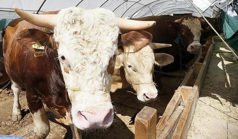 Kurban Bayramı öncesi hastalık ve kesimlere ilişkin tedbirler artırıldı