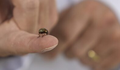 Hava sıcaklıklarının artmaya başlamasıyla “kenelere karşı dikkat edin” uyarısı
