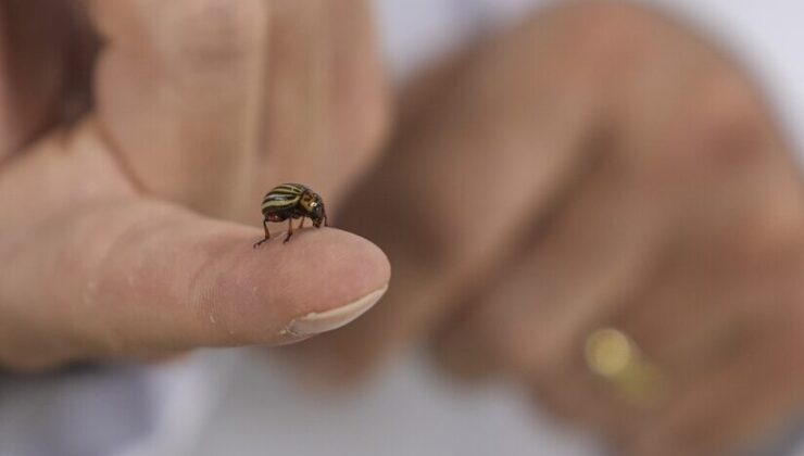 Hava sıcaklıklarının artmaya başlamasıyla “kenelere karşı dikkat edin” uyarısı