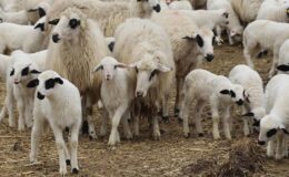 TİGEM, 600 reforme küçükbaş hayvan satacak