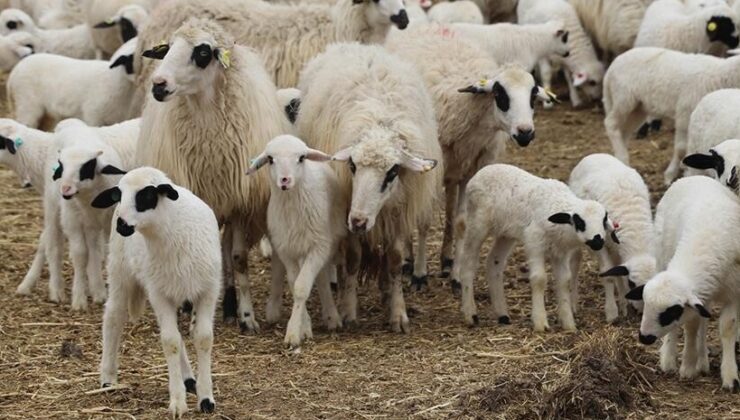 TİGEM, 600 reforme küçükbaş hayvan satacak