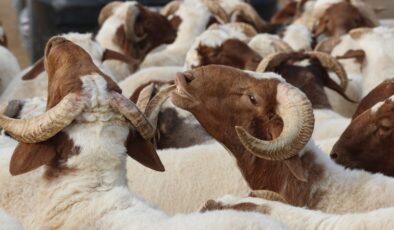 Vekalet yoluyla kurban kesim bedelleri belirlendi