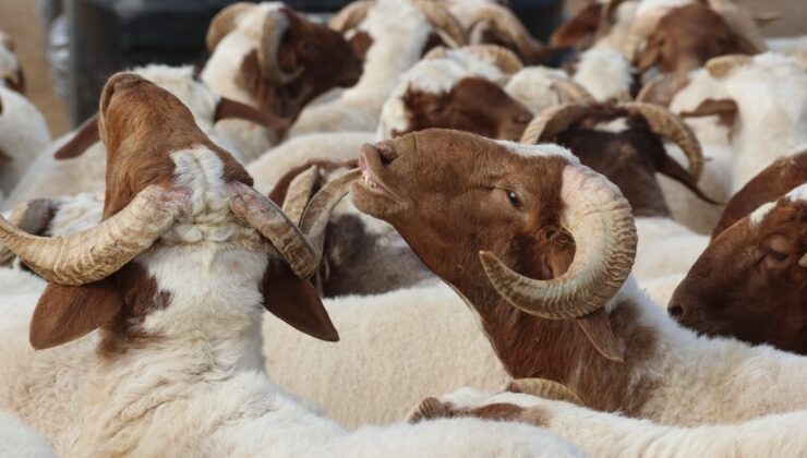 Vekalet yoluyla kurban kesim bedelleri belirlendi