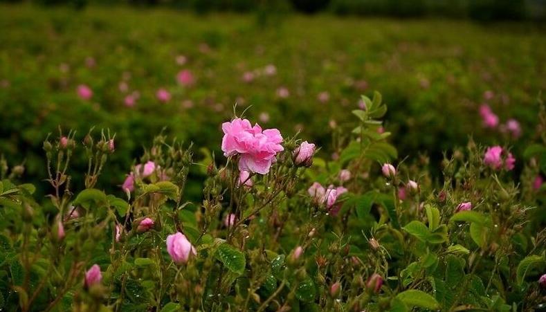 Türkiye’nin “gül bahçesi” Isparta’da hasat başladı