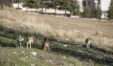 Ankara’daki sahipsiz köpeklerin saldırısında idarenin “hizmet kusuru” olduğu kararı kesinleşti