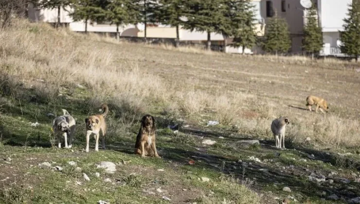 Ankara’daki sahipsiz köpeklerin saldırısında idarenin “hizmet kusuru” olduğu kararı kesinleşti