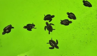 İztuzu Kumsalı’nda caretta carettaların yuvalama dönemi tamamlandı